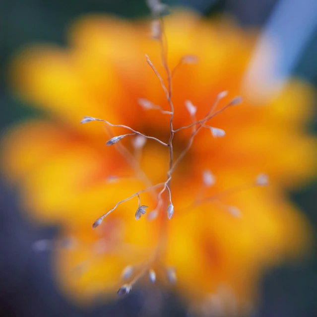 a closeup of an orange flower that looks like soing with water droplets