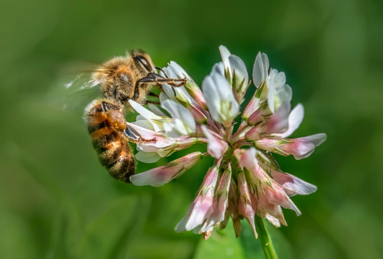 a bee is taking in the air next to a flower