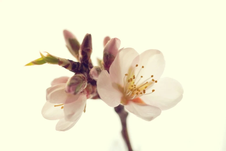 a flower that is in the water on a table