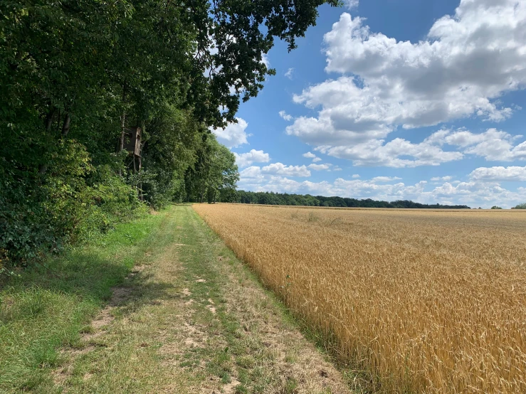 a rural field and tree line with sky in background