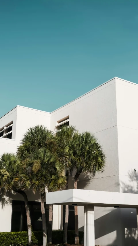 white building with some palm trees near by