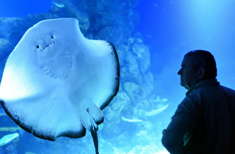 a man standing next to a sea animal