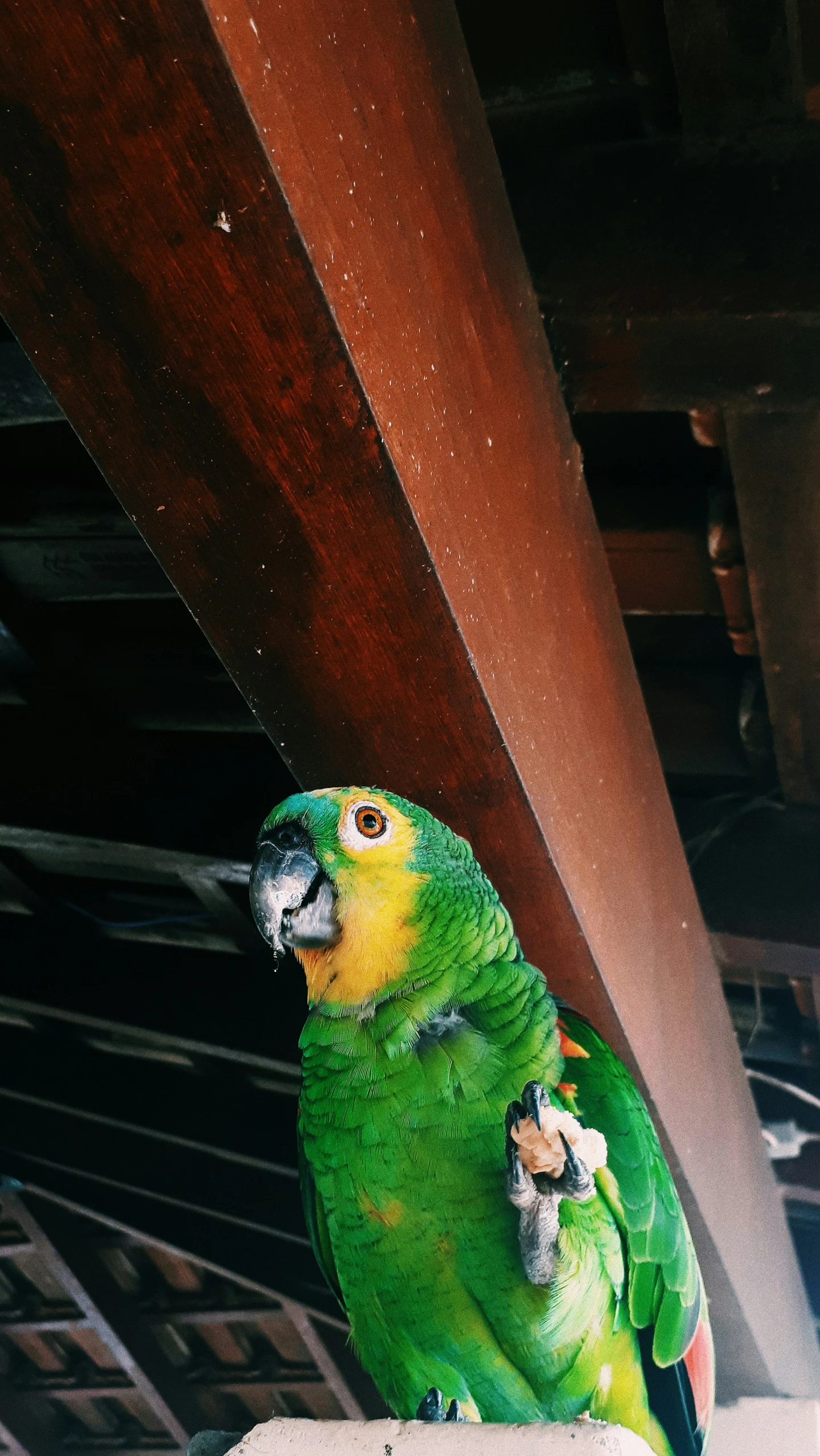 green parrot sitting on a wall and another bird near by