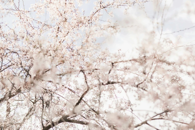 the tree is blooming with very little white flowers