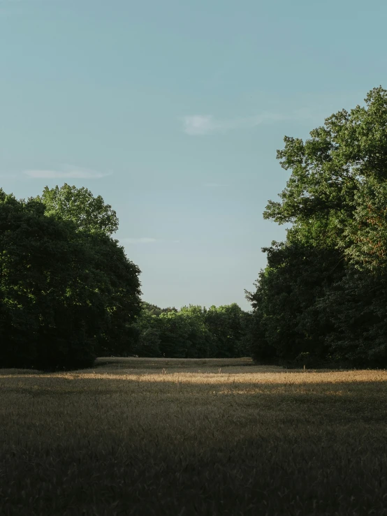 the dirt is brown in the background and trees are green