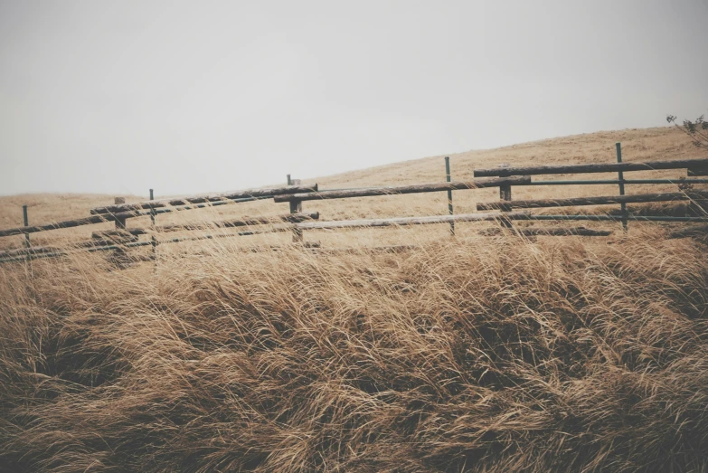 long dry grass blowing against the fence on a misty day