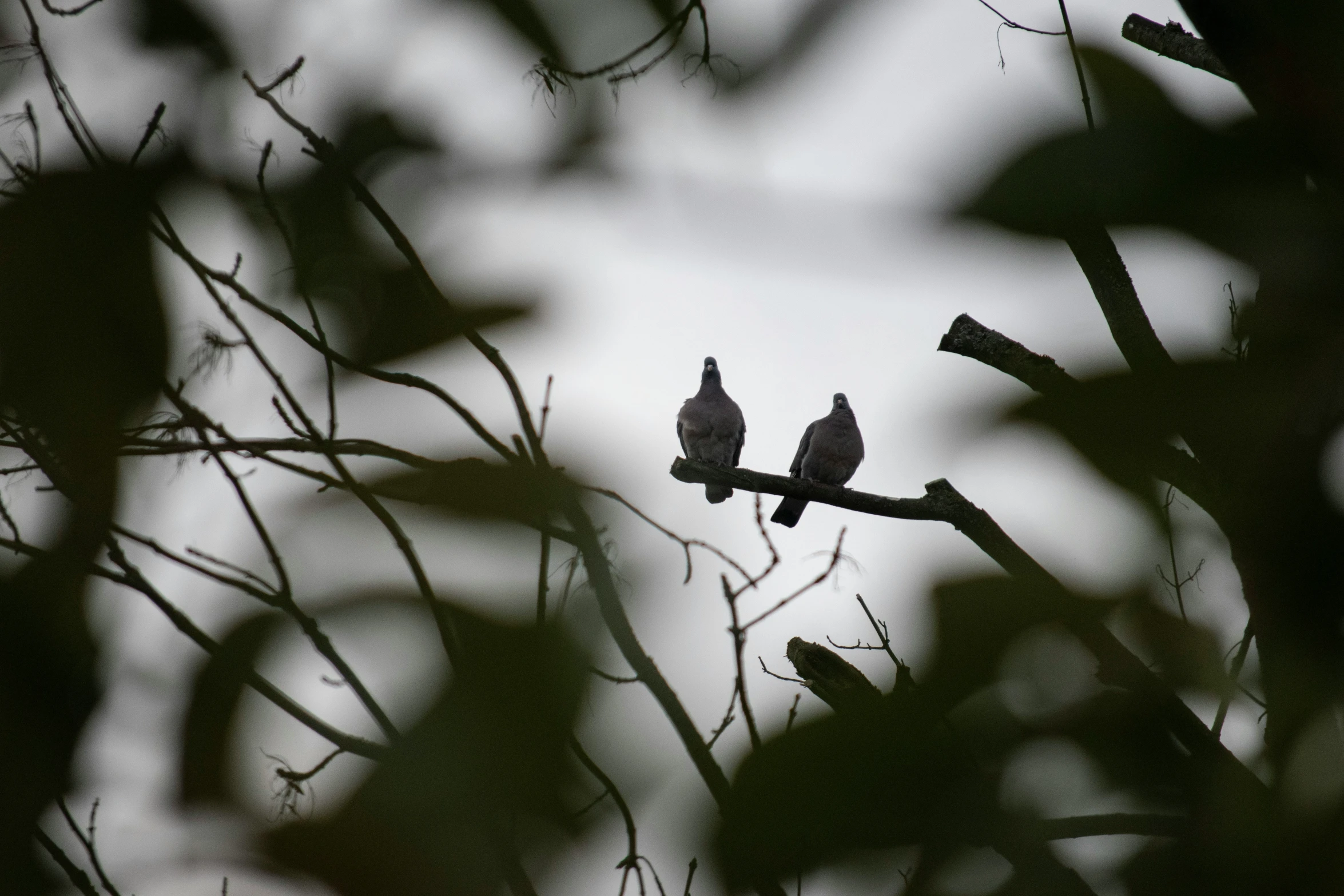 a couple of birds are sitting on a nch