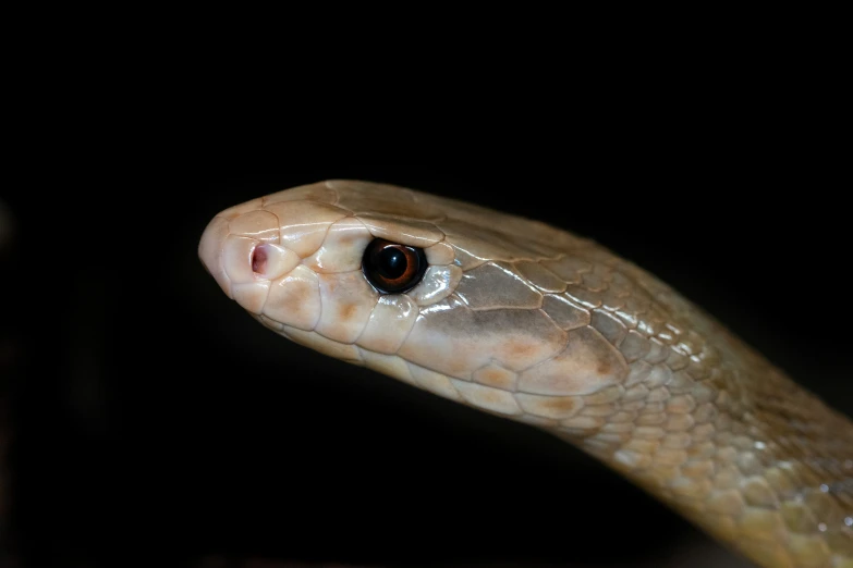 a close up of a brown and black snake