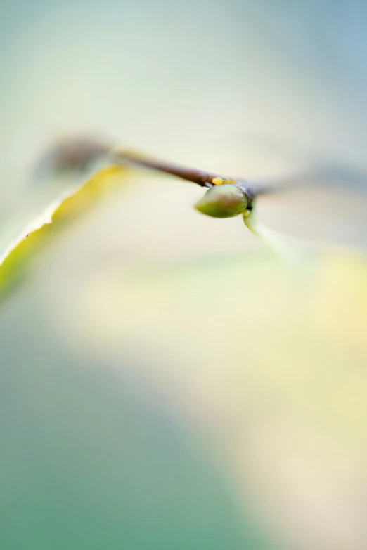 a blurry po of a large long thin bird