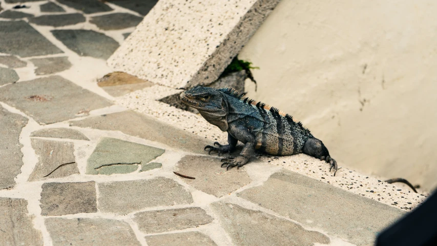 a lizard on the ground next to a concrete wall