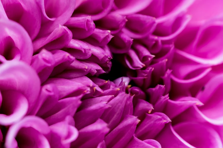 close up view of a large purple flower