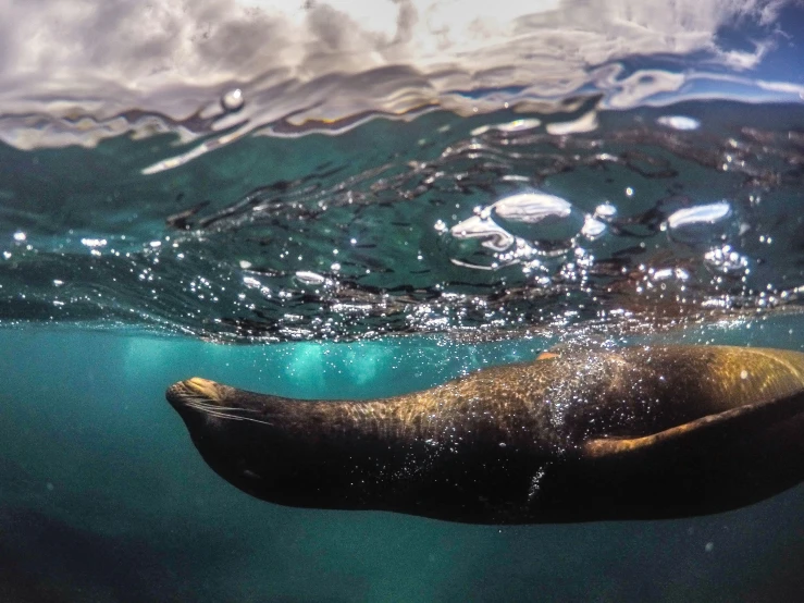 a seal swimming in the ocean beneath water