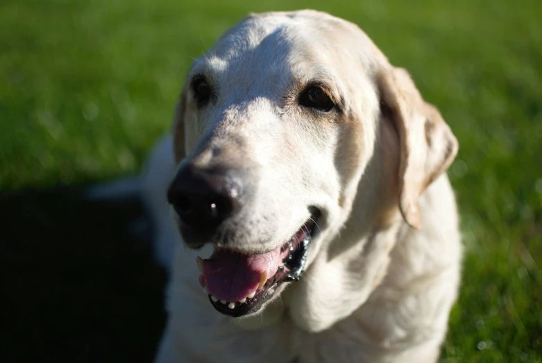 a dog with big eyes in the grass