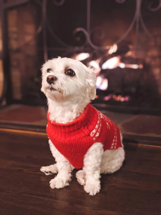 a white dog wearing a sweater and looking up at soing