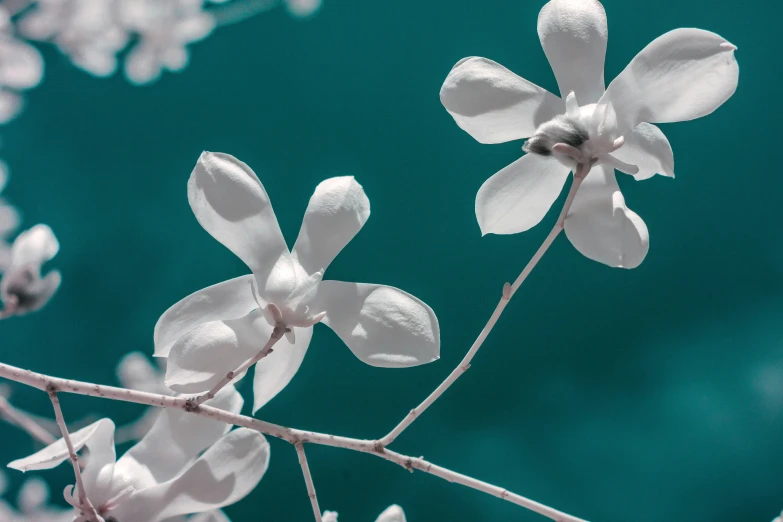 a cluster of white flowers next to a teal background