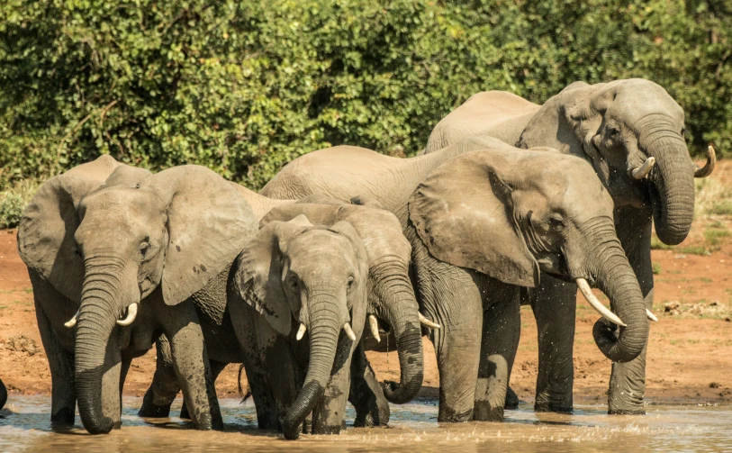 five elephants in water getting their pictures taken