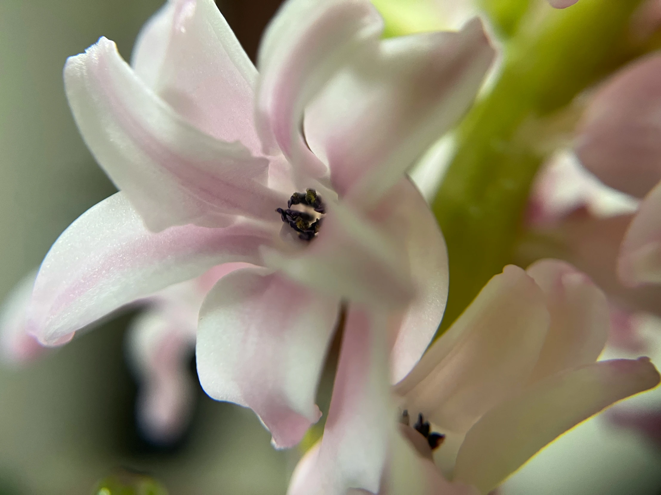 the white flowers have large little bug like things in them