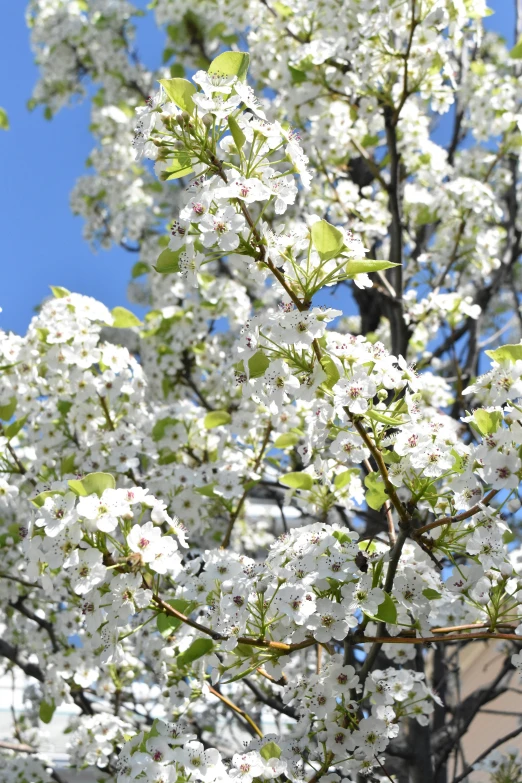 a flowering tree on the street in front of a building