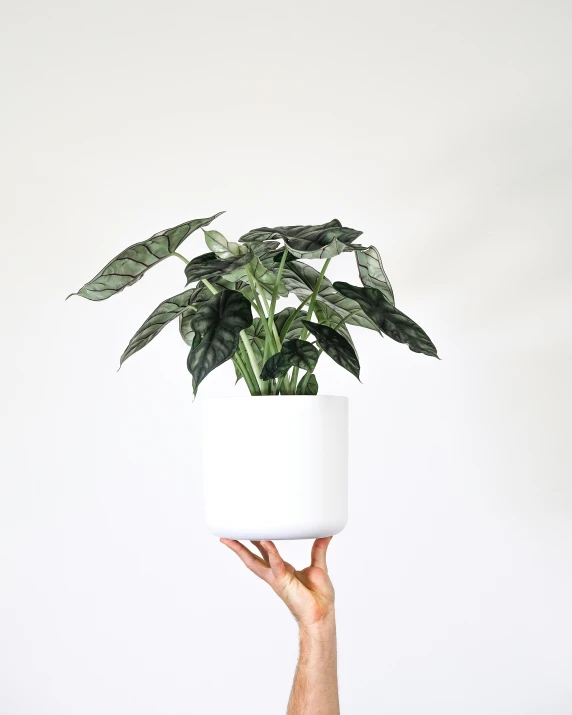 the large white plant is in a white flower pot