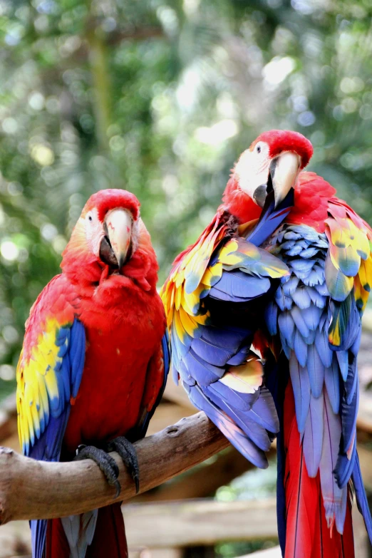 the colorful bird is standing next to another bird