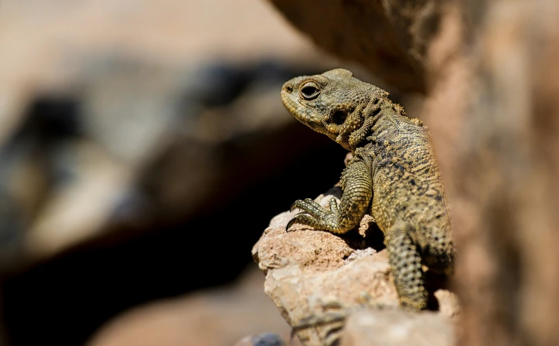 a small lizard sits on a rock, gazing at soing