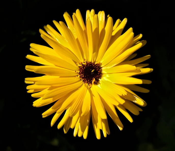 a big yellow flower with one big flower at the center