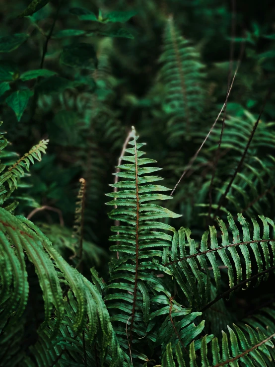 some green leaves in the middle of some bushes