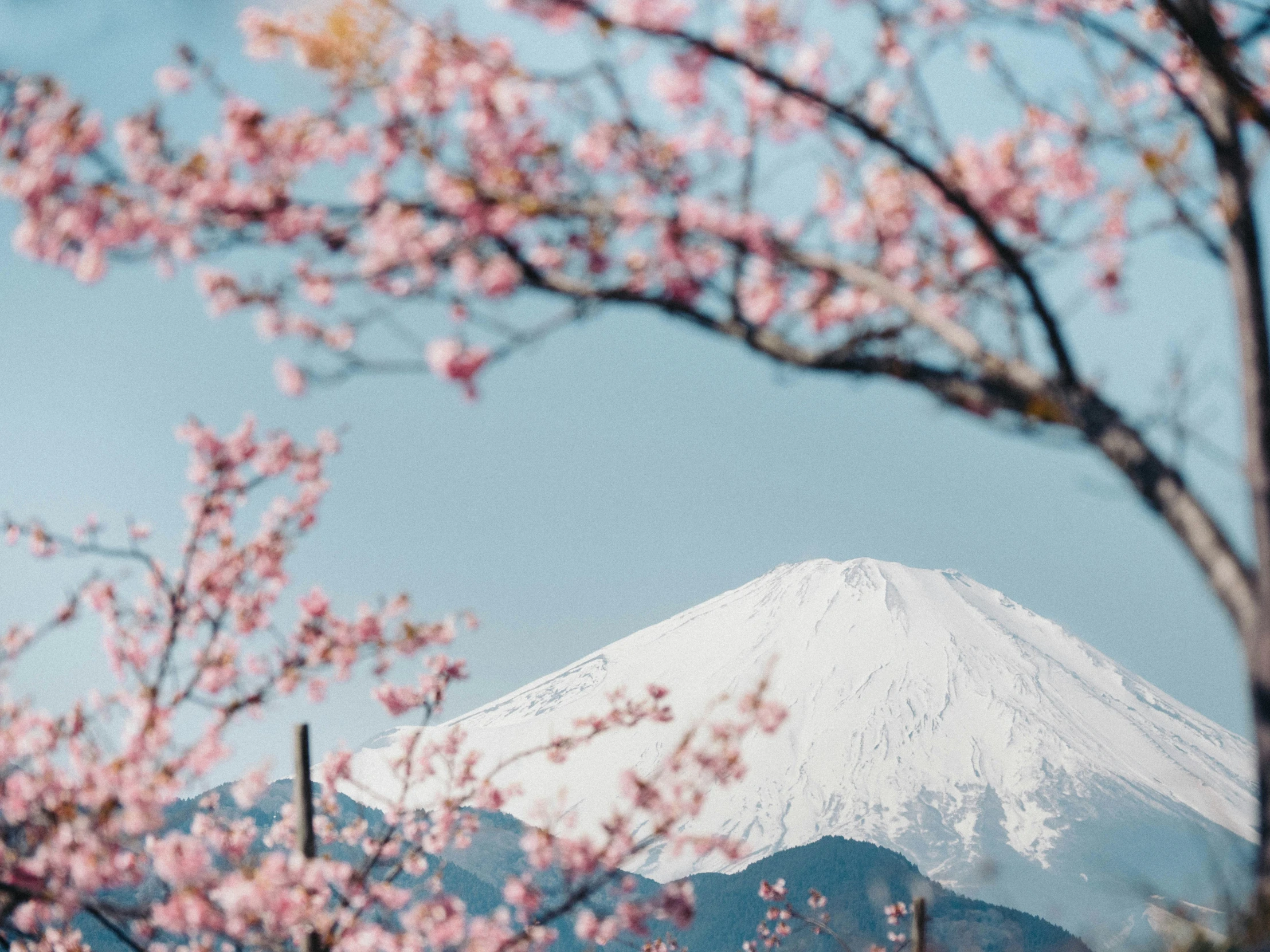 snow capped mountain viewed through the pink flowers of trees