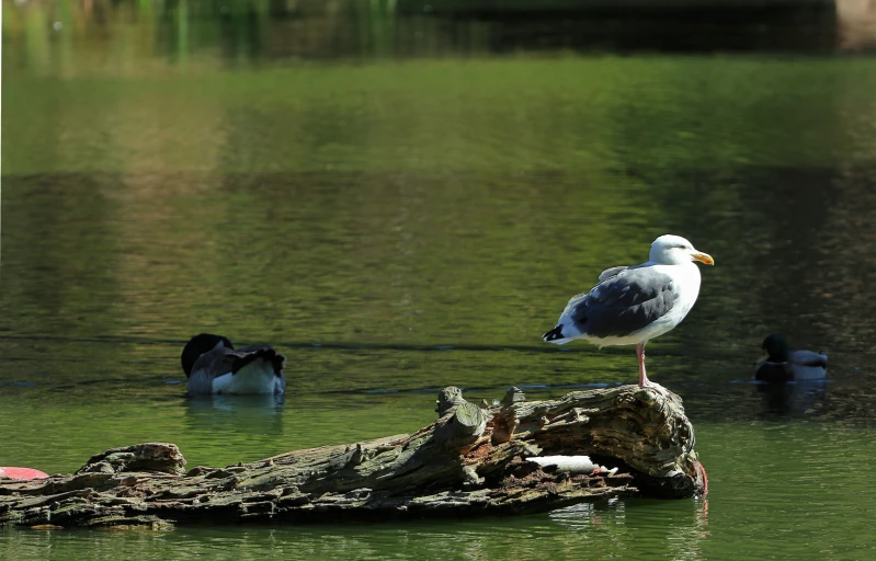 a white bird standing on a log in the water