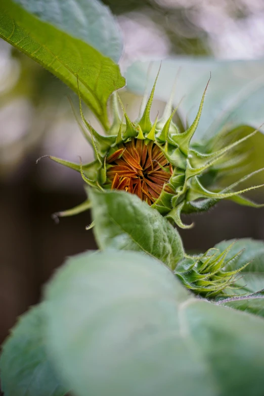 a close up of a dying flower with leaves and leaves around it