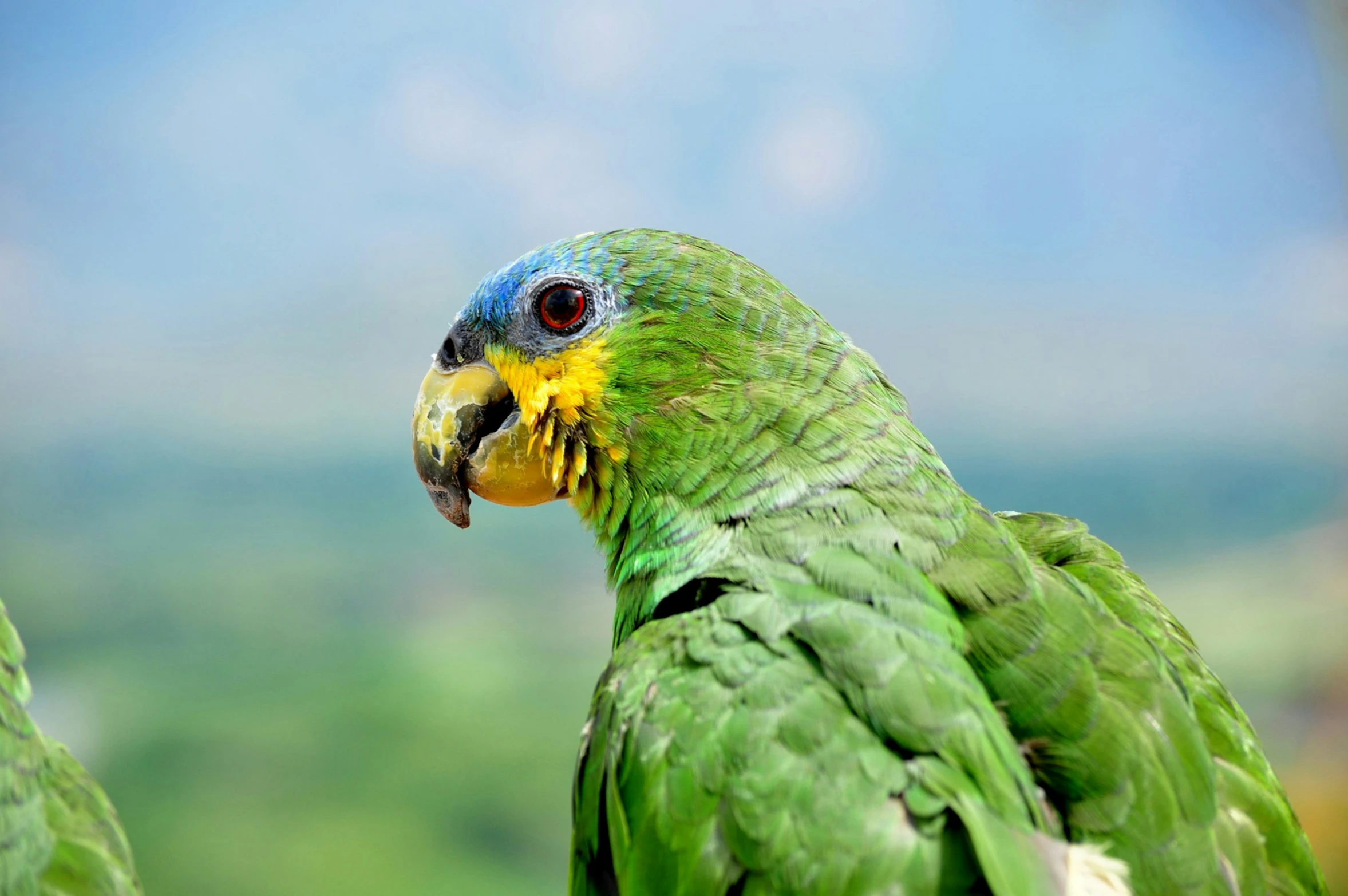 an adult parrot has green and yellow feathers