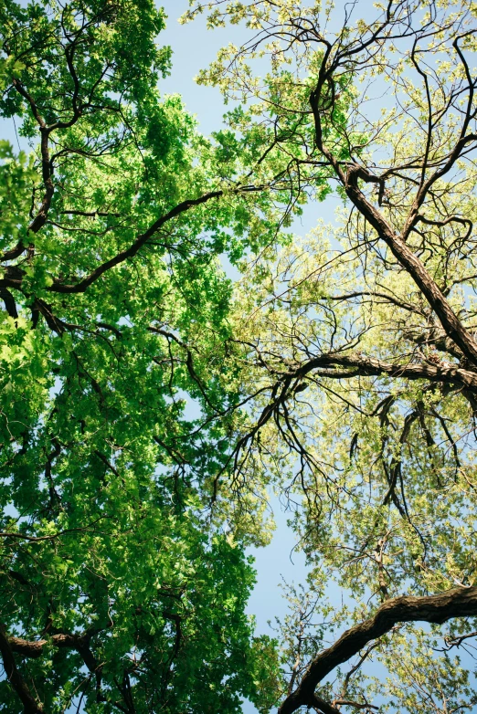 a view up into a forest full of tall trees