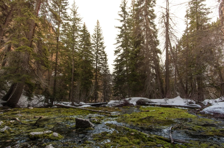 a swampy area with trees and rocks covered in snow