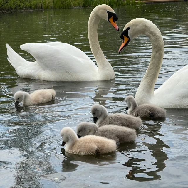 several white swans swim in a body of water