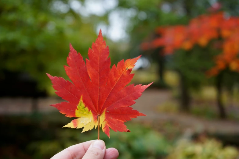 the leaf of a red and yellow leaf being held in front of trees