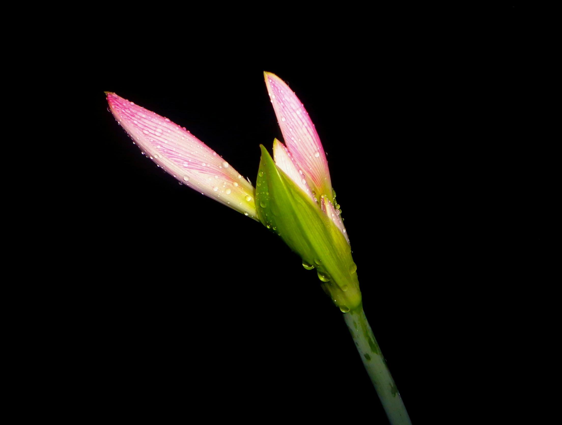 a close - up s of a pink flower bud