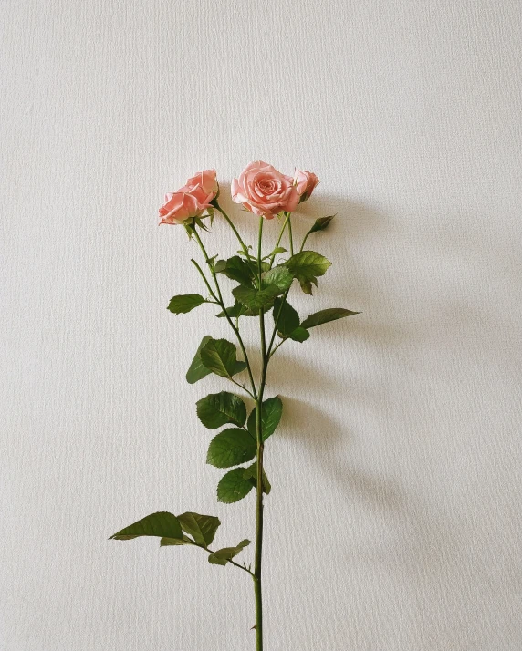 three pink roses on a stem in a black vase