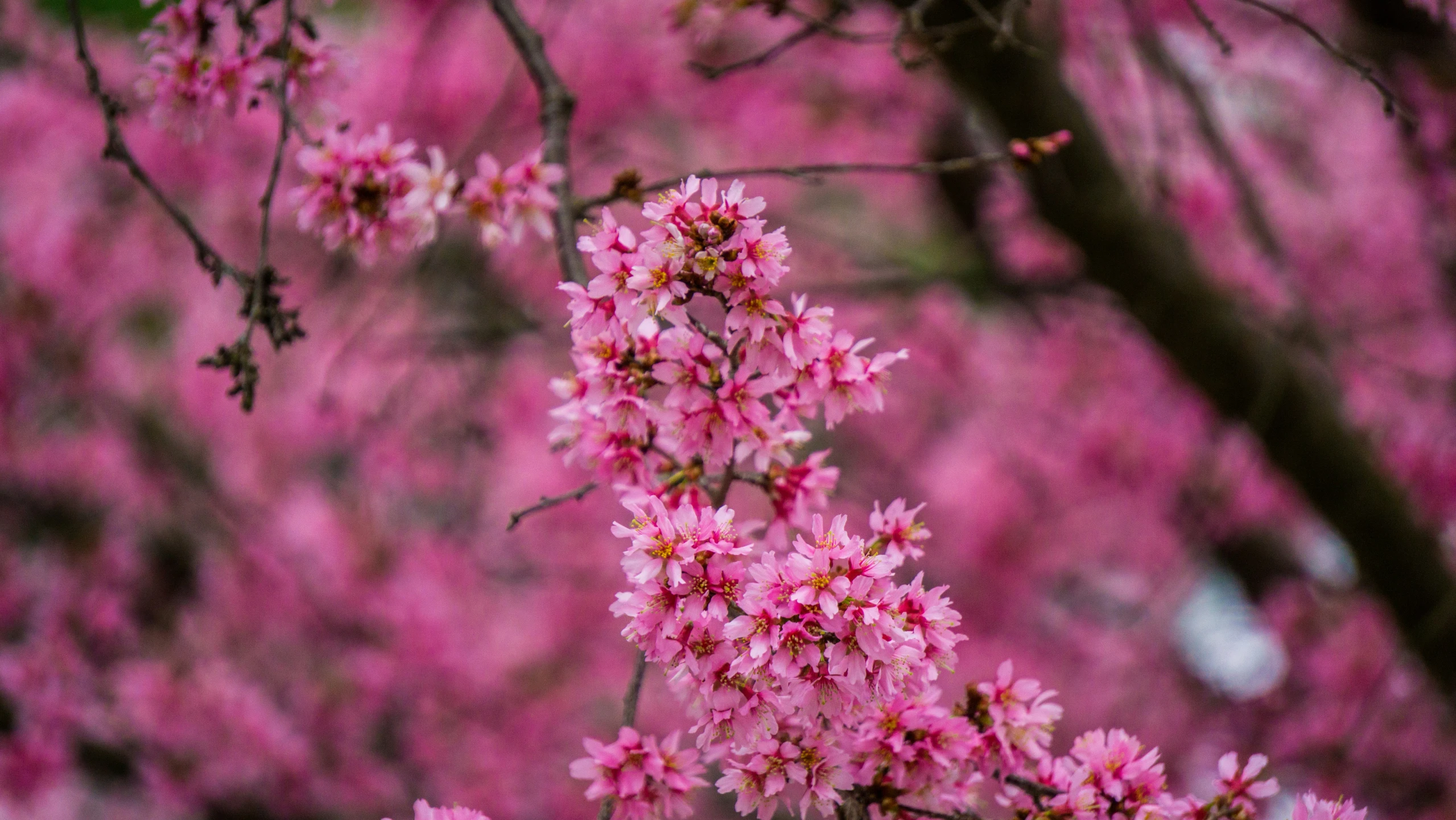 some pink flowers on some trees with a blurry background