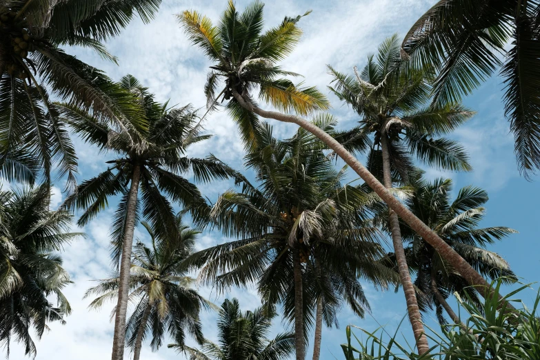 tall, green palm trees in front of the sky