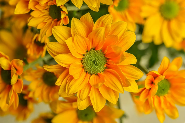 yellow sunflowers in a flower vase with green center