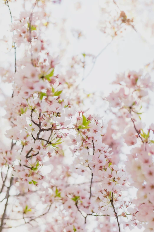 flowers that are blooming on a tree