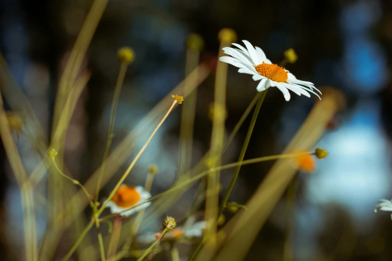 there is a small white flower on top of the grass