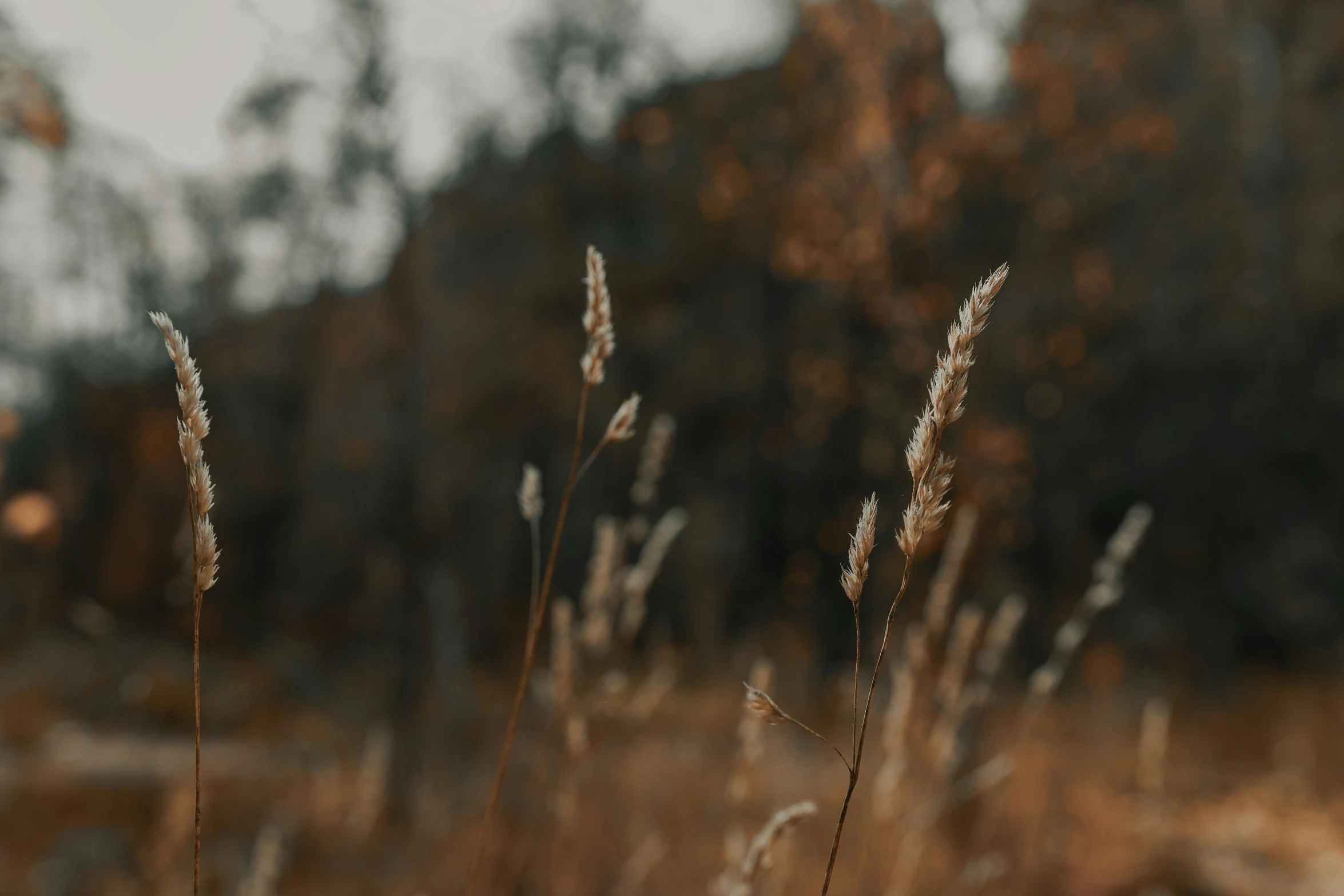 a close up of some plants with other plants in the background