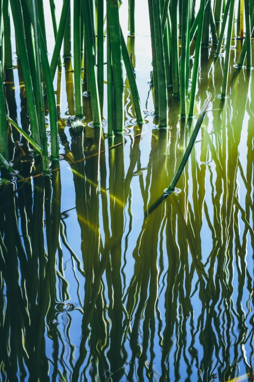 the reflection of reeds in water at sunset