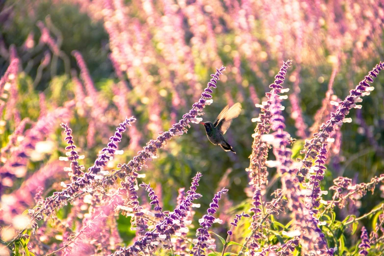 a bird flying over a lush purple flower covered field