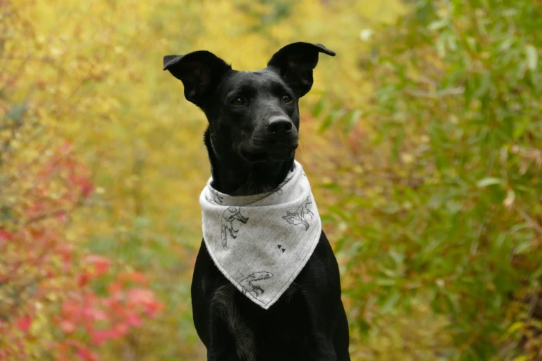 a black dog wearing a white bib