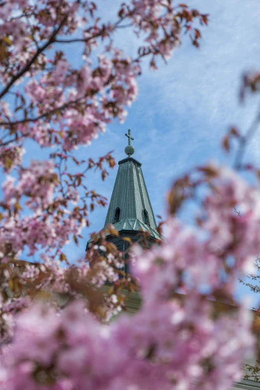 looking up from a cherry tree towards the steeple of a church