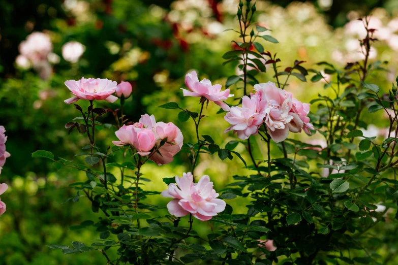 pink roses in the sunlight by some trees