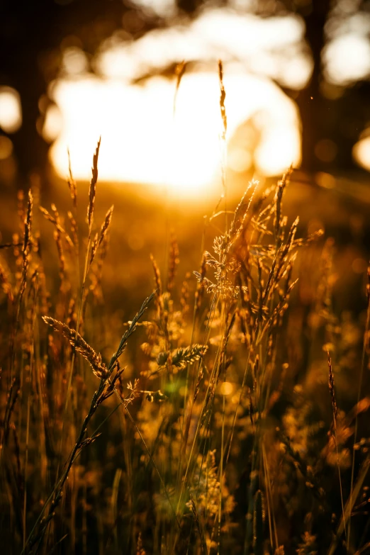 the grass is glowing bright in the sunlight