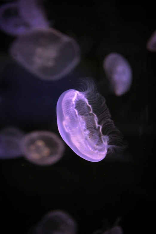 jellyfish lit up by a flash of light